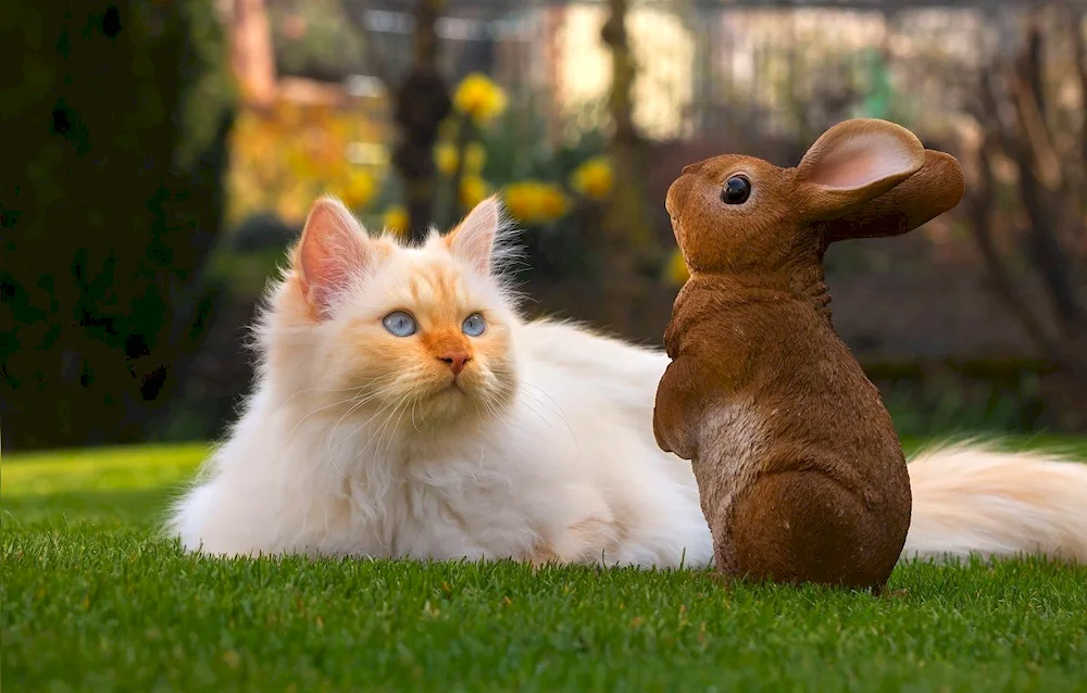 Cat and rabbit