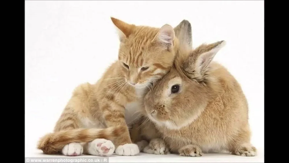 Cat and rabbit