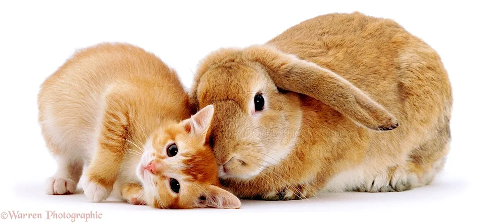 Cat and rabbit