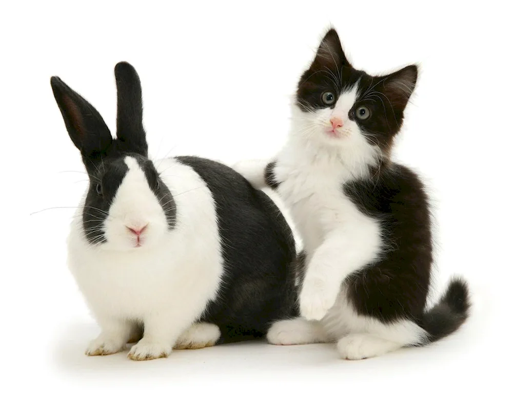 Cat and rabbit