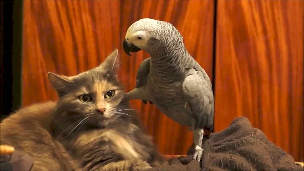 Cat and parrot