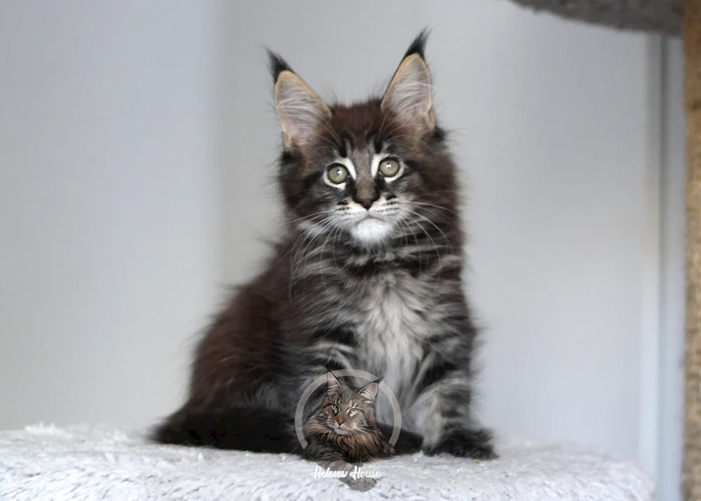 Maine coon kittens buy