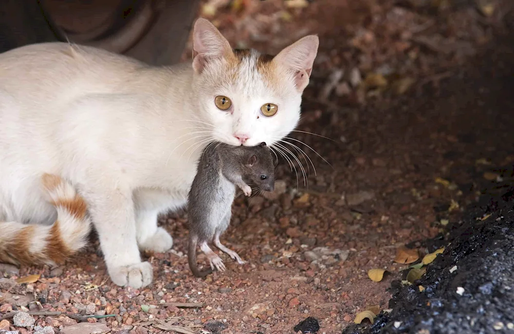 Siberian Pied Piper cat