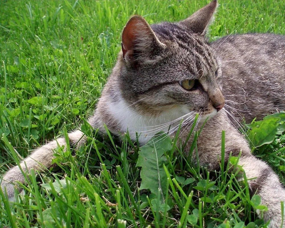 Cat Pied Piper cat