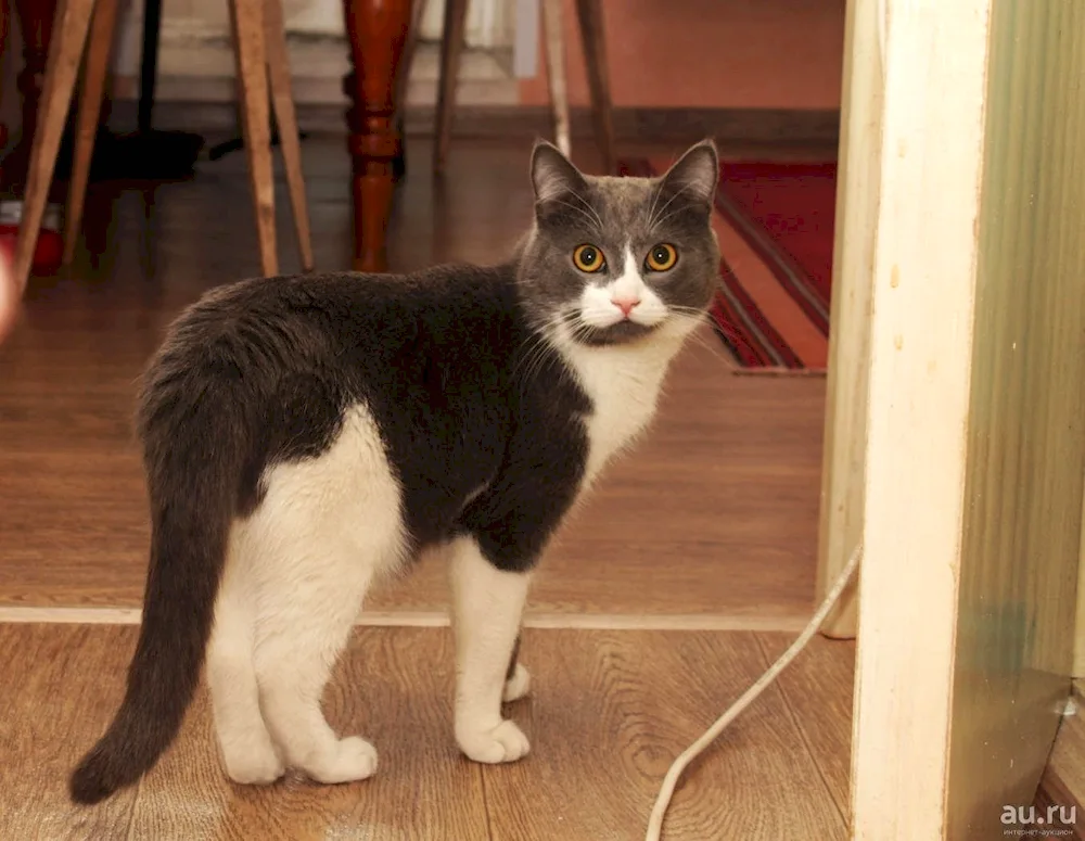 European Shorthair Pied Pied Piper ginger