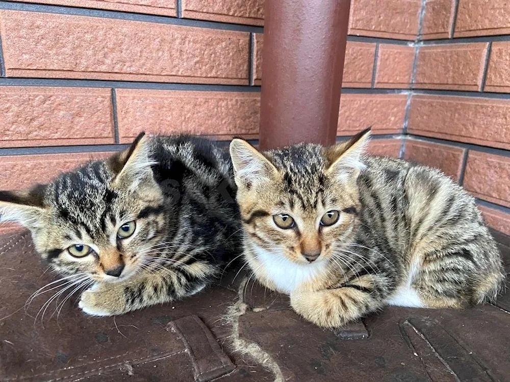 Siberian Pied Piper cat cat cat