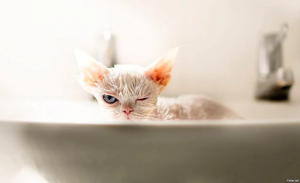 Wet cat bathing