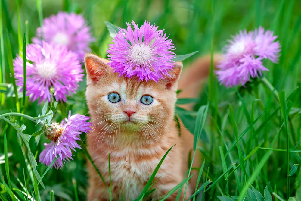 Cat in flowers