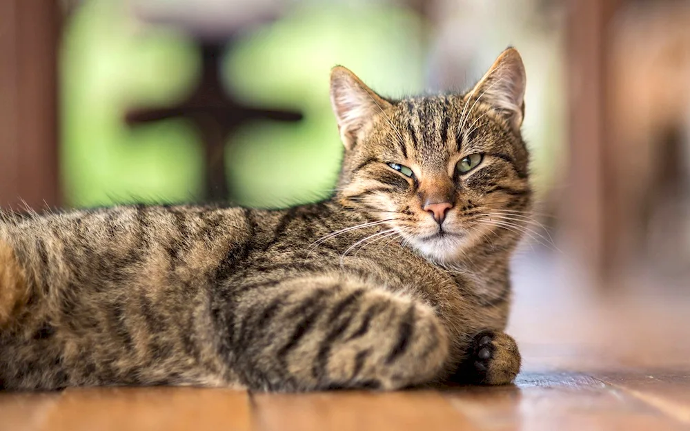 Cat lying down