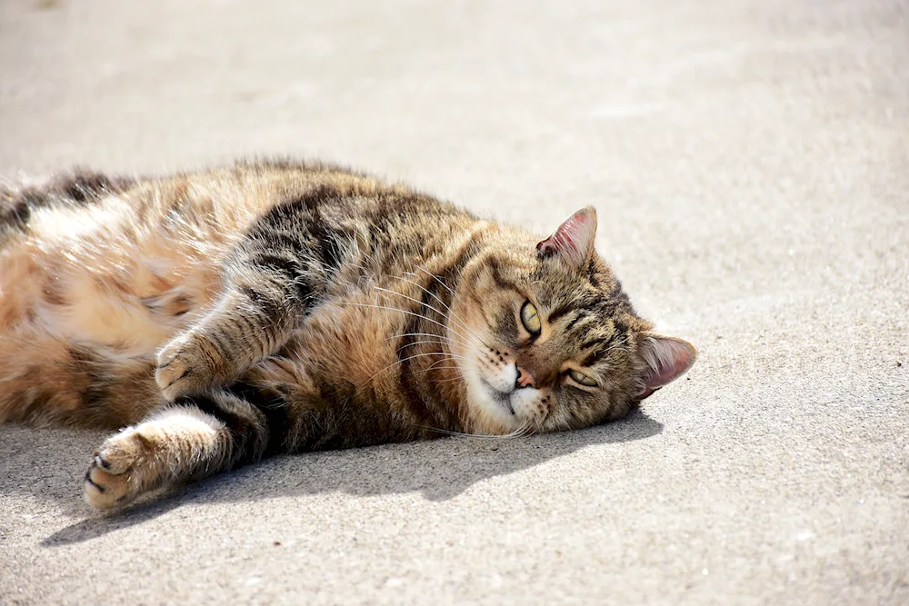 Cat lying down