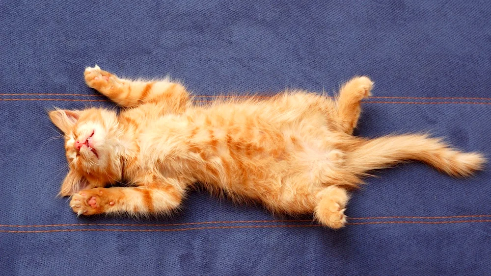 Cat lying on his back