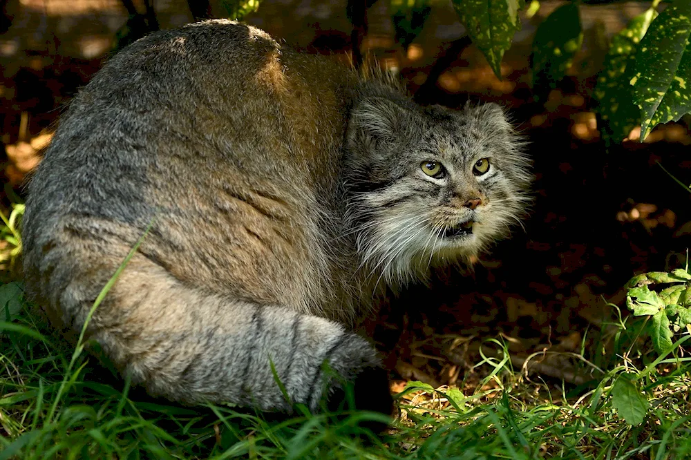 Manul Cat