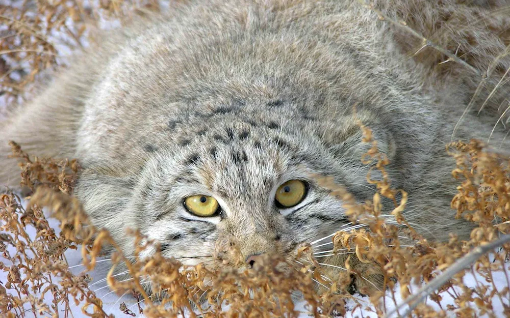 Cat Manul