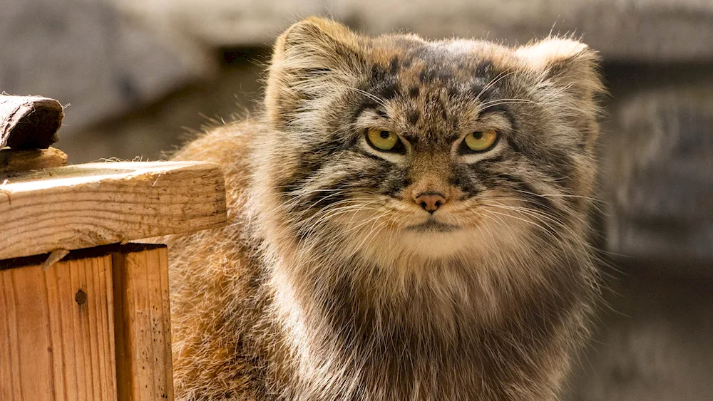 Manul