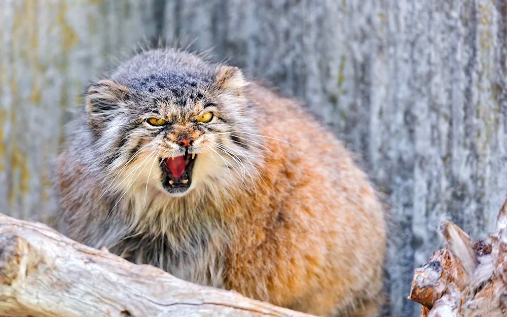 Manul