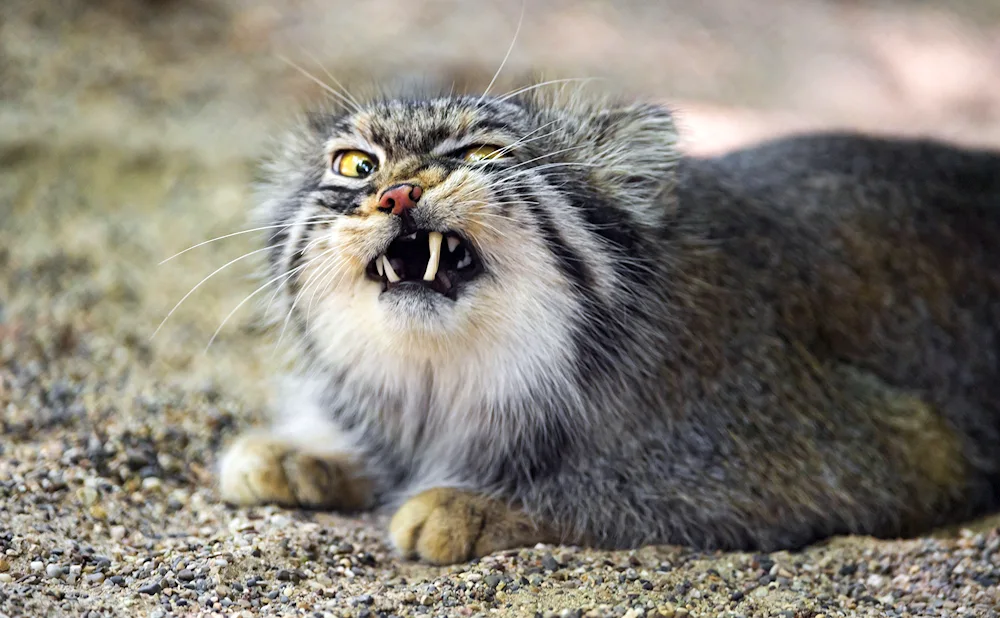 Cat Manul