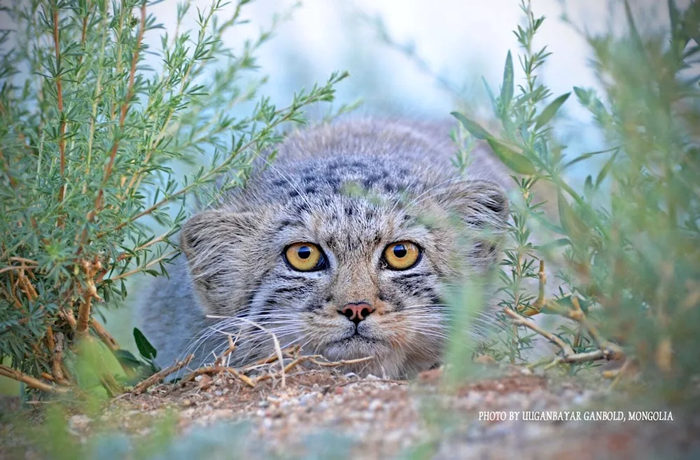 Manul