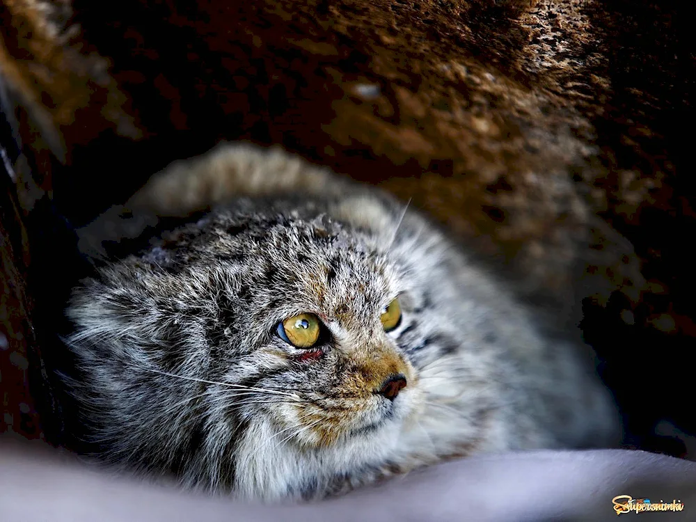 Manul pallas cat