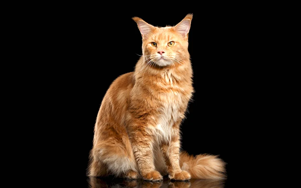 Maine Coon