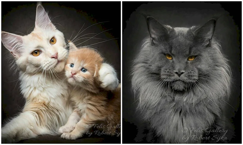 Maine Coon