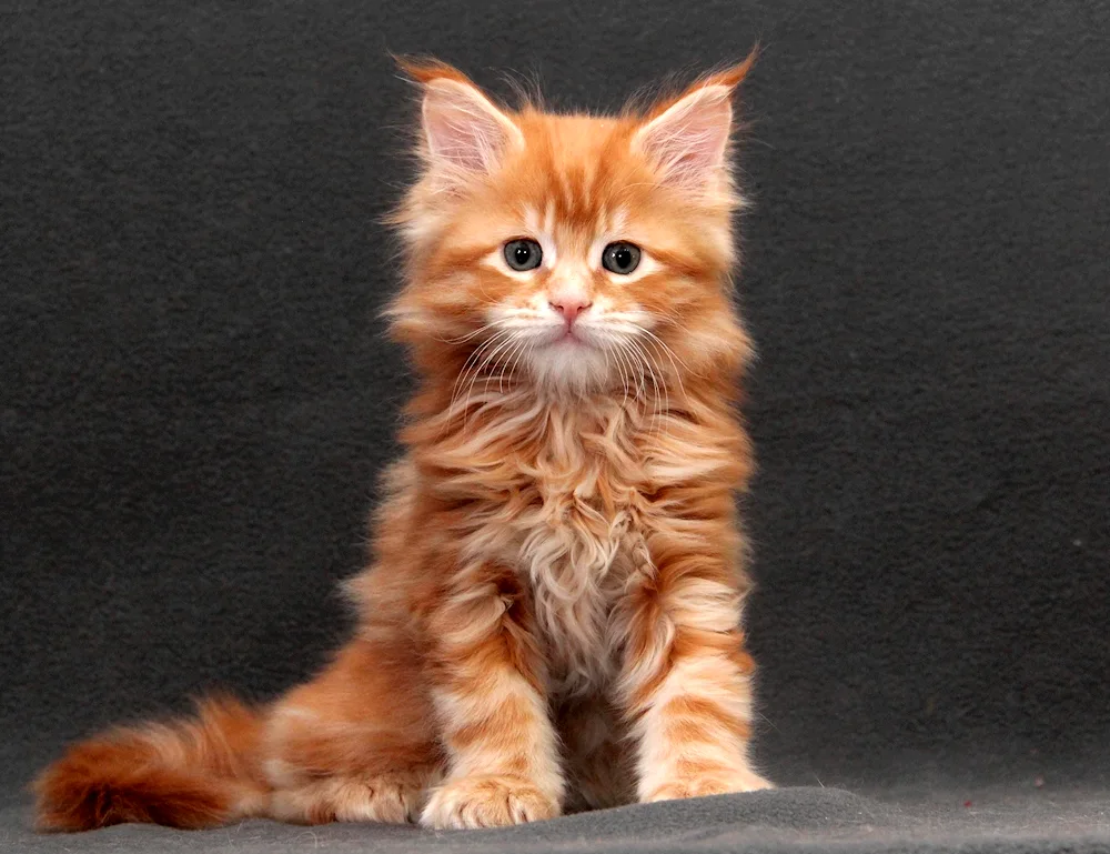 Maine Coon