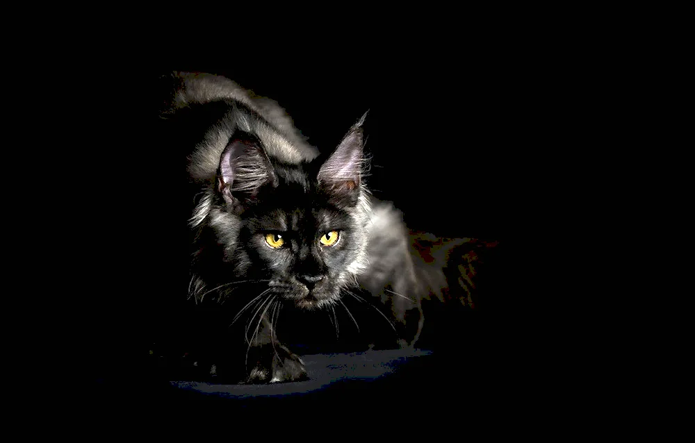 Maine Coon black