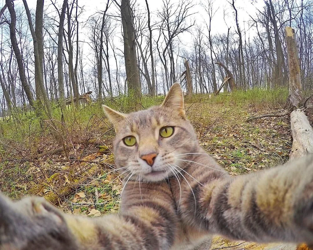 Manny's cat selfies