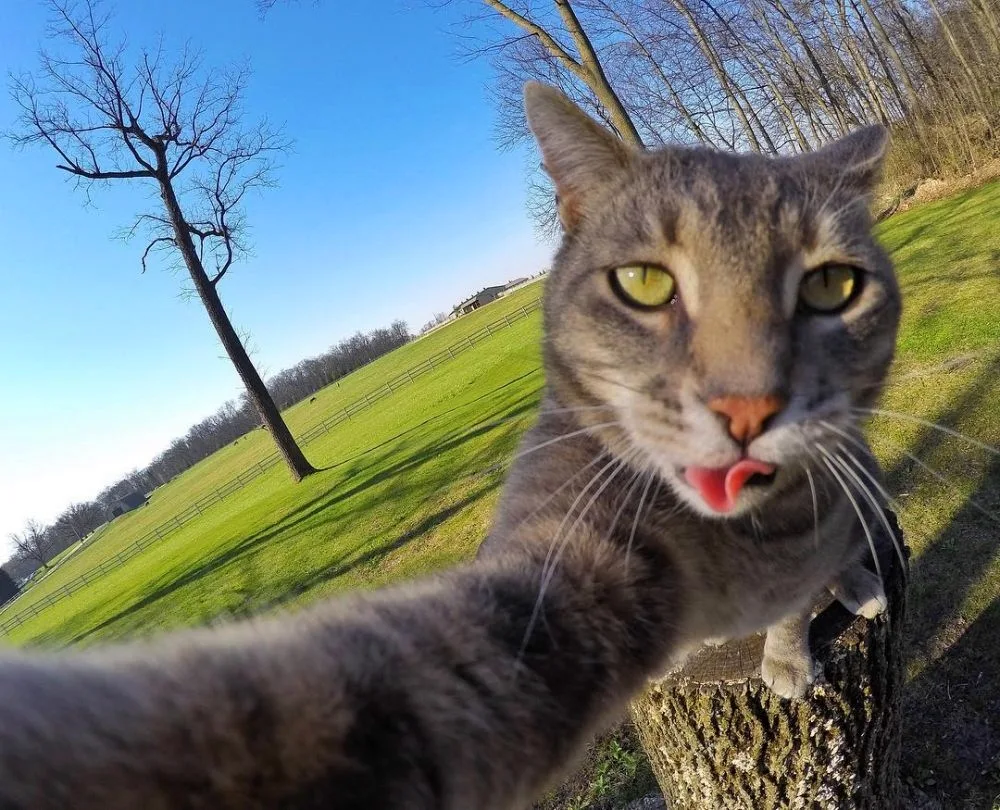 Manny's cat selfies