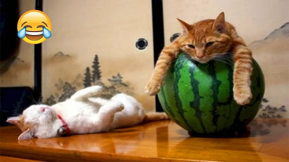 Cat with nojom