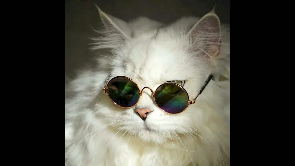 Cat with sunglasses