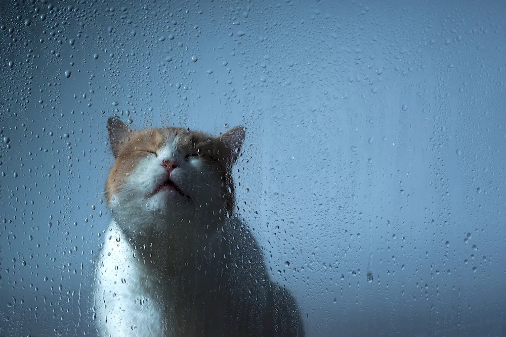 Cat crying in the rain