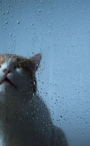 Cat in the rain