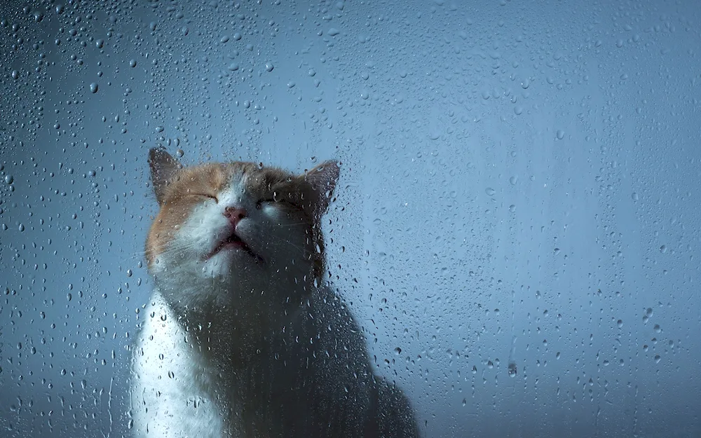 Cat in the rain