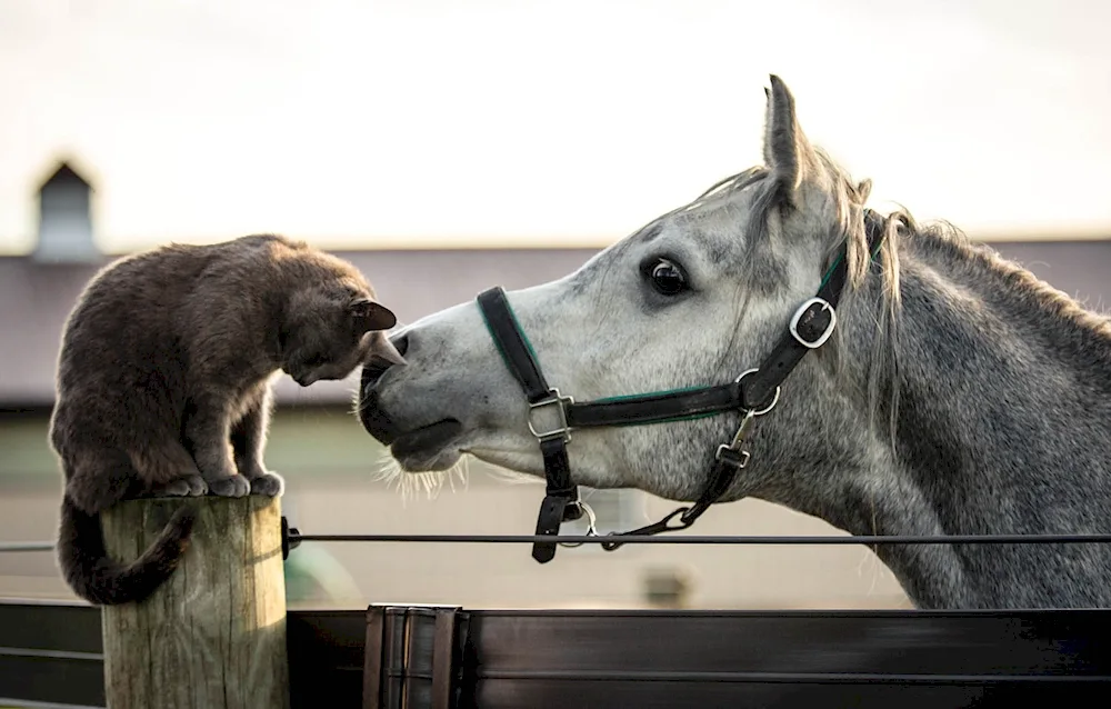 Funny horse