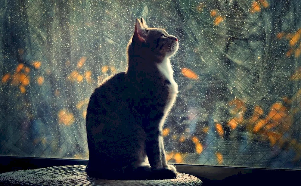 Sad kitten