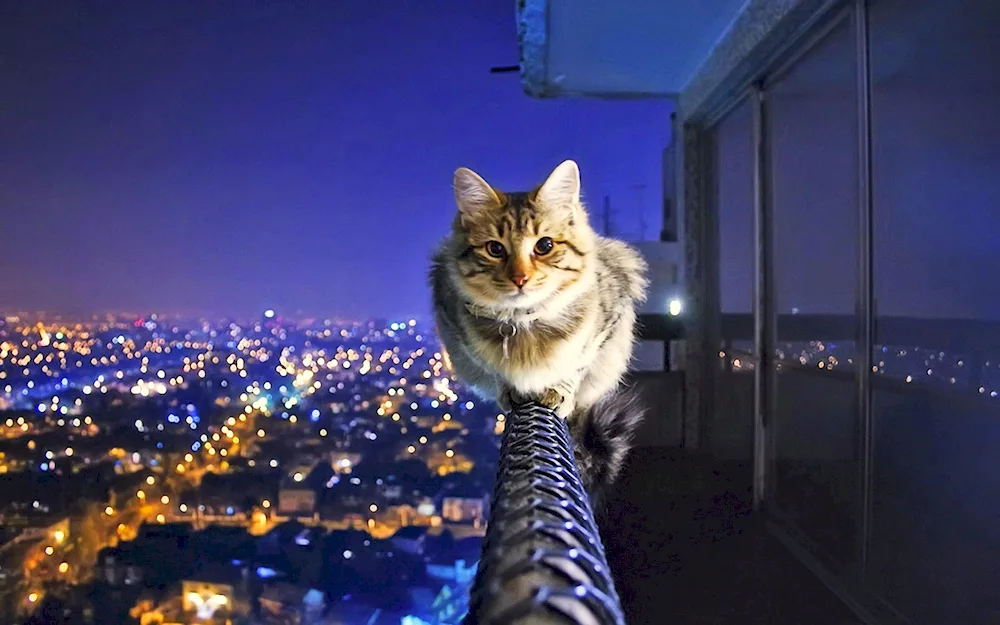 The cat on the railing