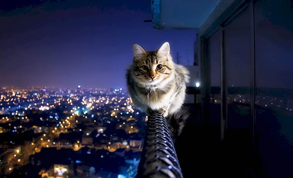 Cat on the railing