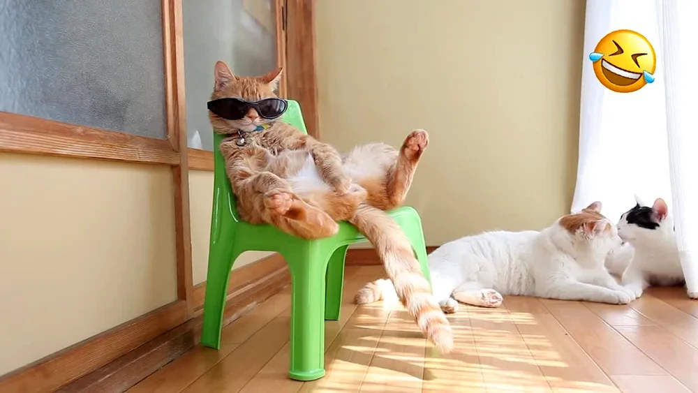 Funny cat jokes