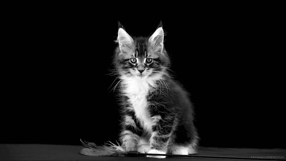 A cat on a dark background