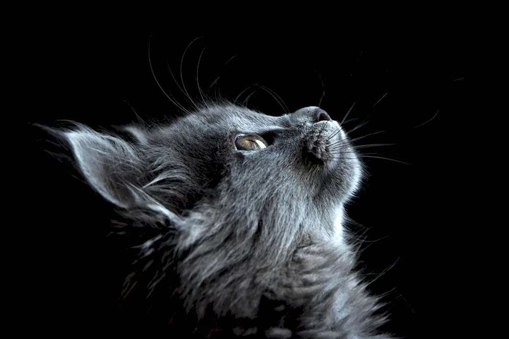 Black white cat on dark background