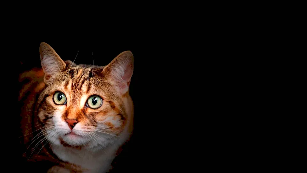 Red cat on a dark background