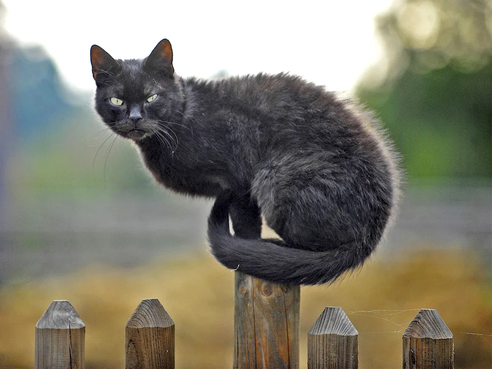 Cat on the fence