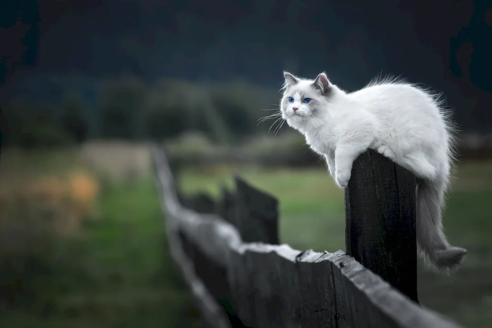 Cat on the fence