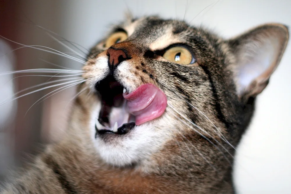 Cat licks