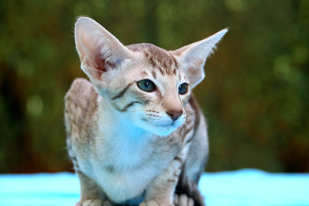 Oriental cat