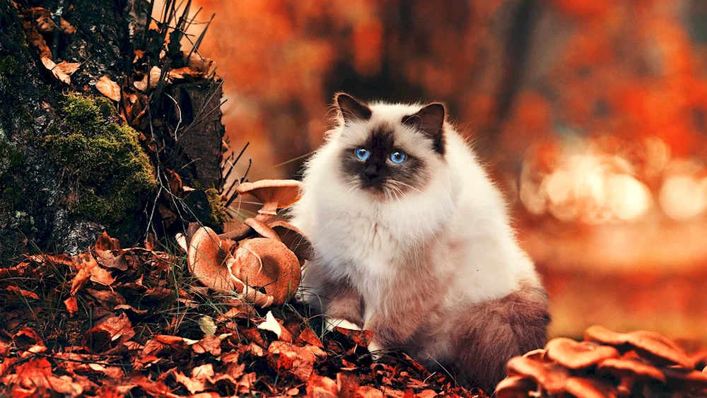 Autumn Cat