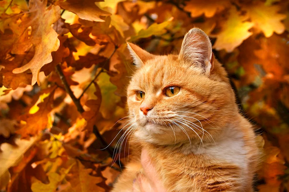 Autumn cat