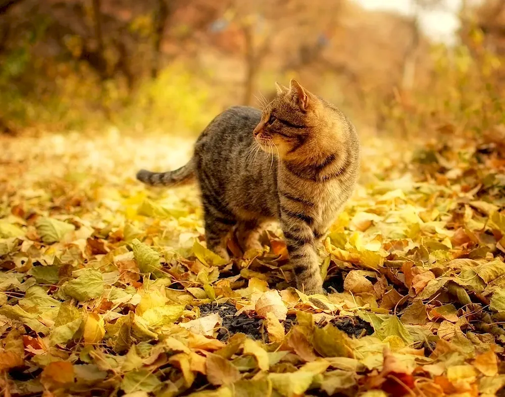 Autumn cat