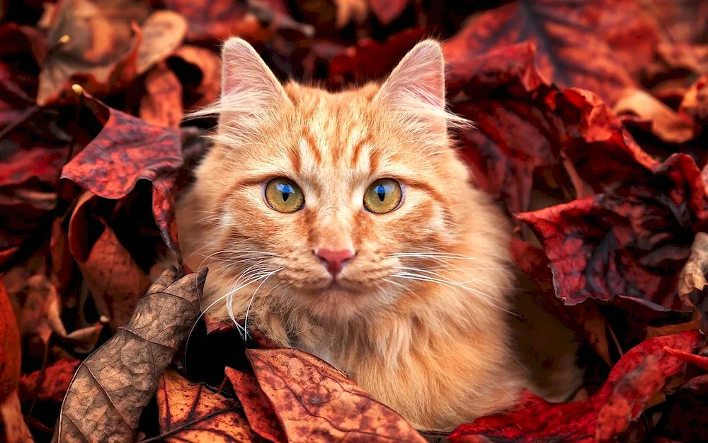 Autumn cat