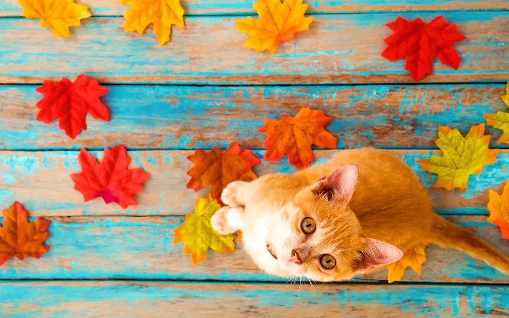 Red cats